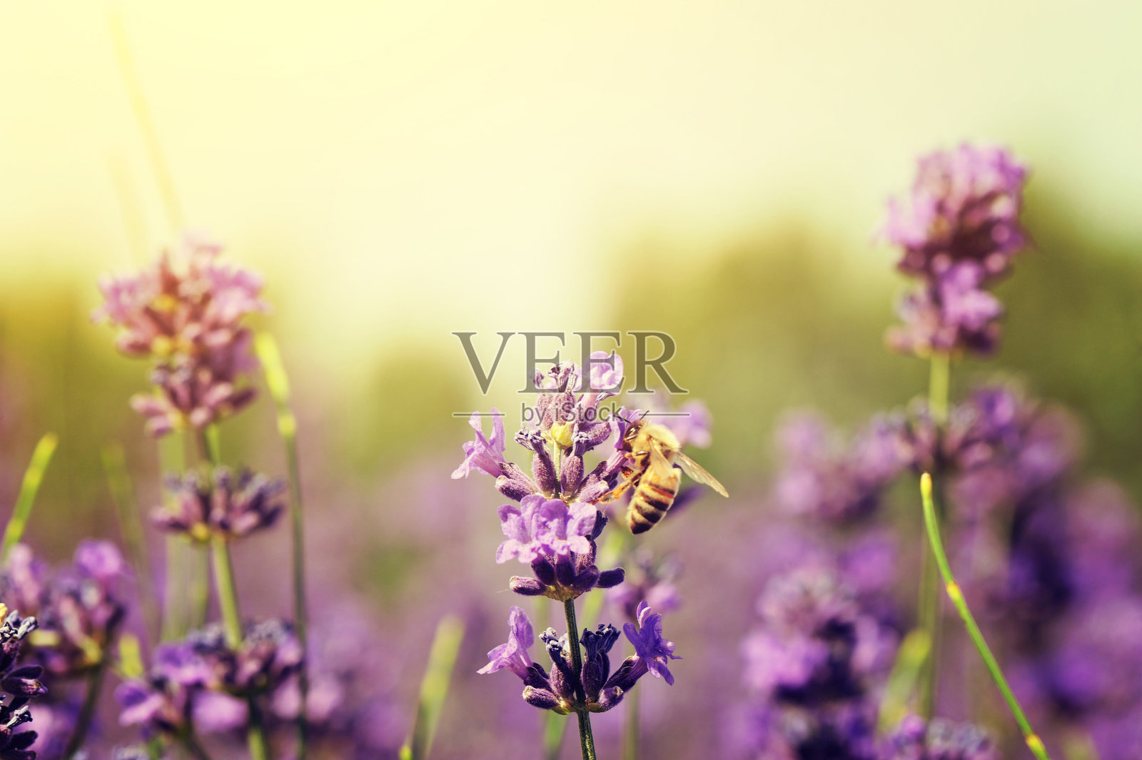 蜜蜂在田野里收集有香味的薰衣草花照片摄影图片