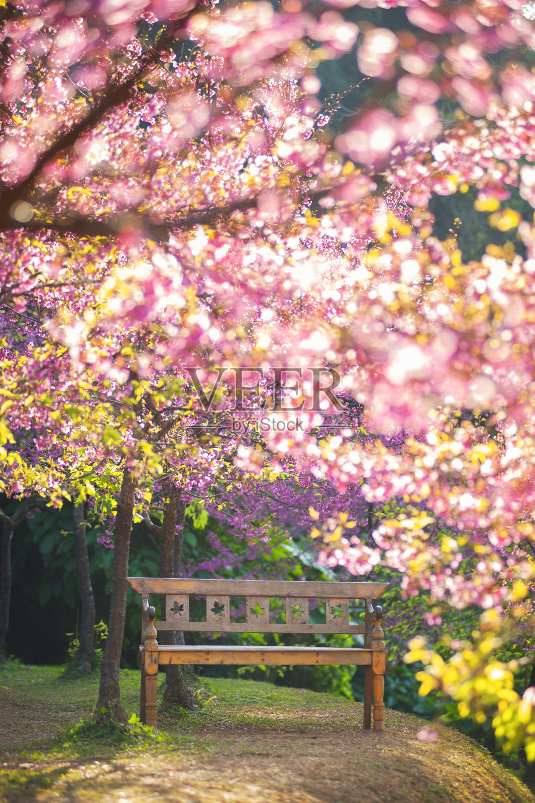花园长椅下的粉红色樱花，模糊的风格照片摄影图片