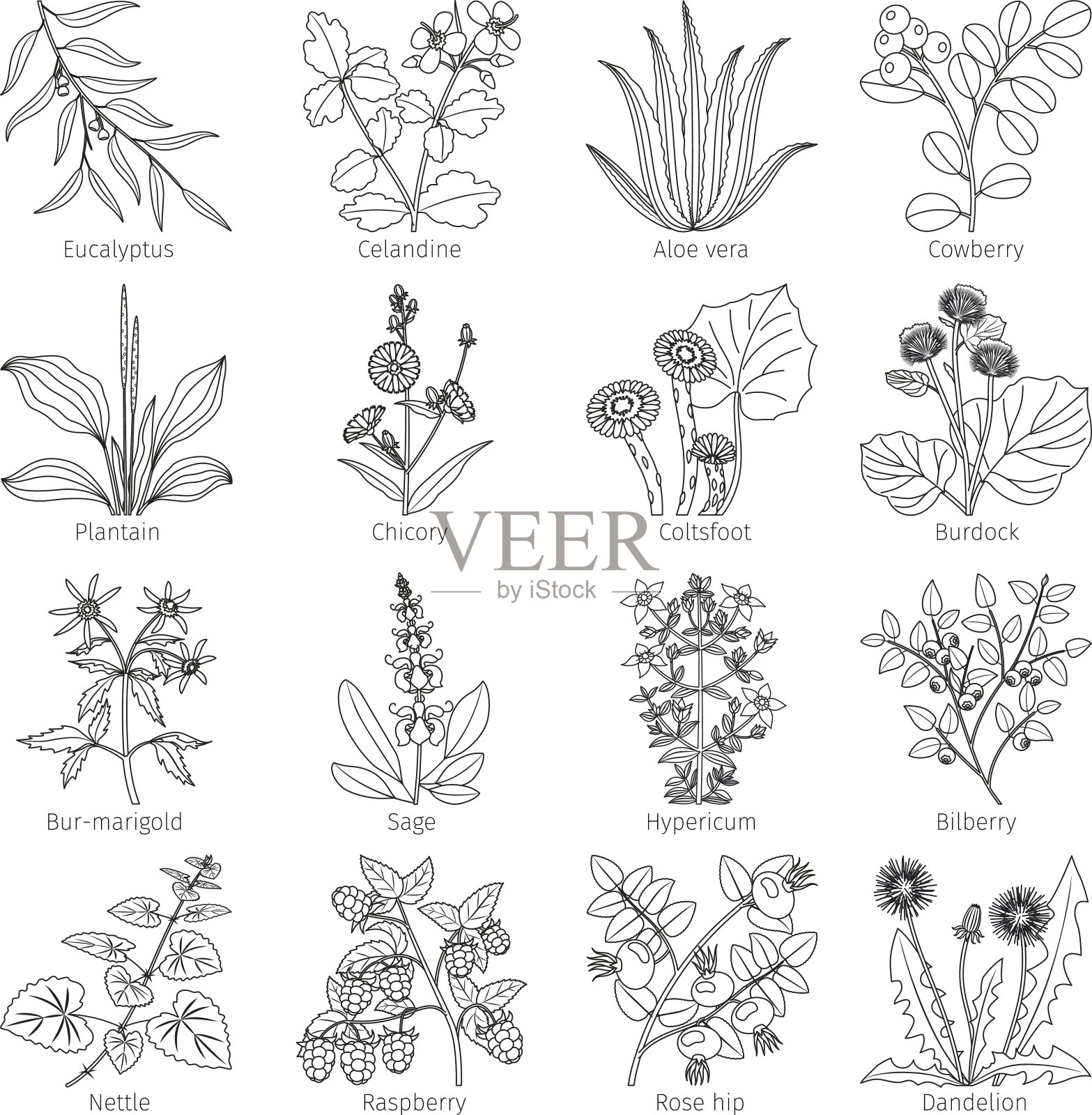 药用植物和草药收集设计元素图片