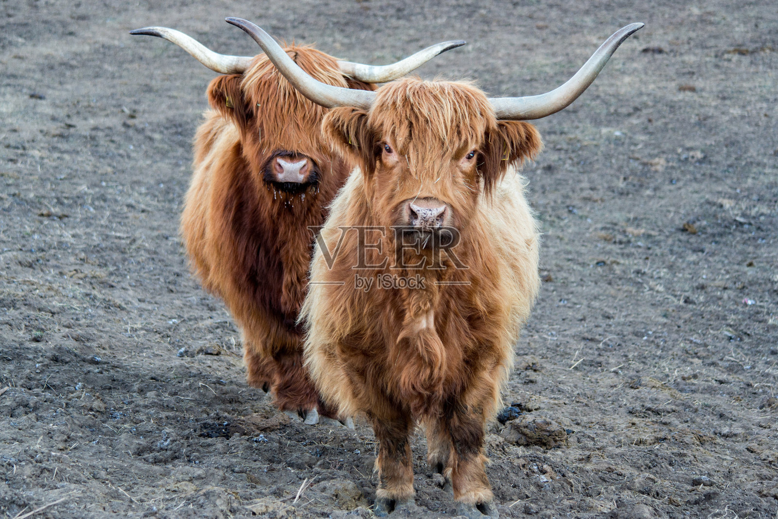 苏格兰高地毛牛冻鼻子照片摄影图片