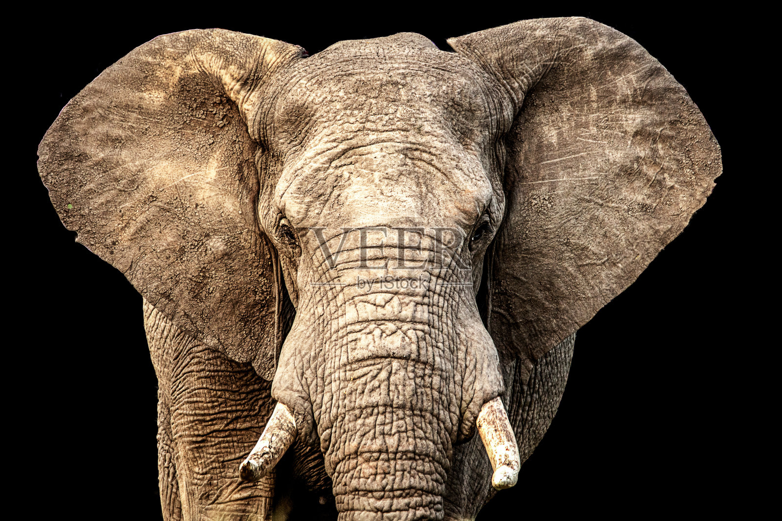 正面面对非洲象，耳朵伸出，背景为黑色照片摄影图片