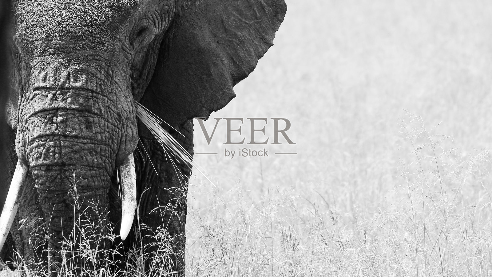 非洲象塞伦盖蒂坦桑尼亚象牙耳朵黑白狩猎照片摄影图片