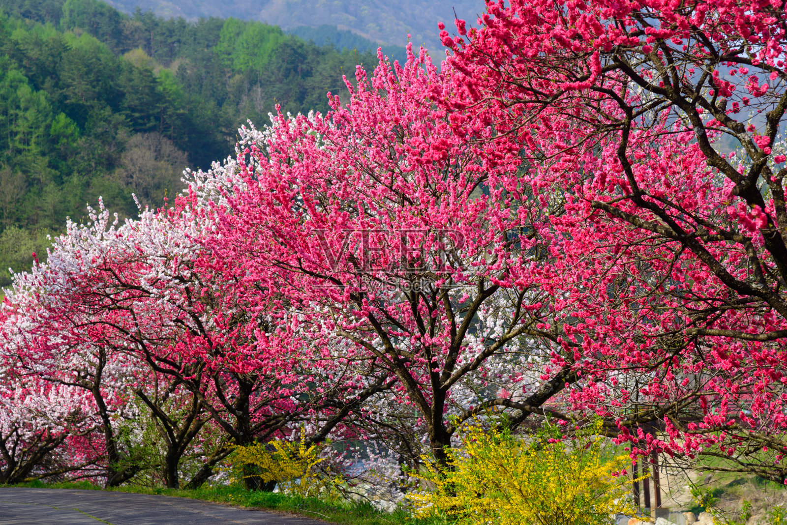 日本长野，池山温泉，桃花盛开照片摄影图片