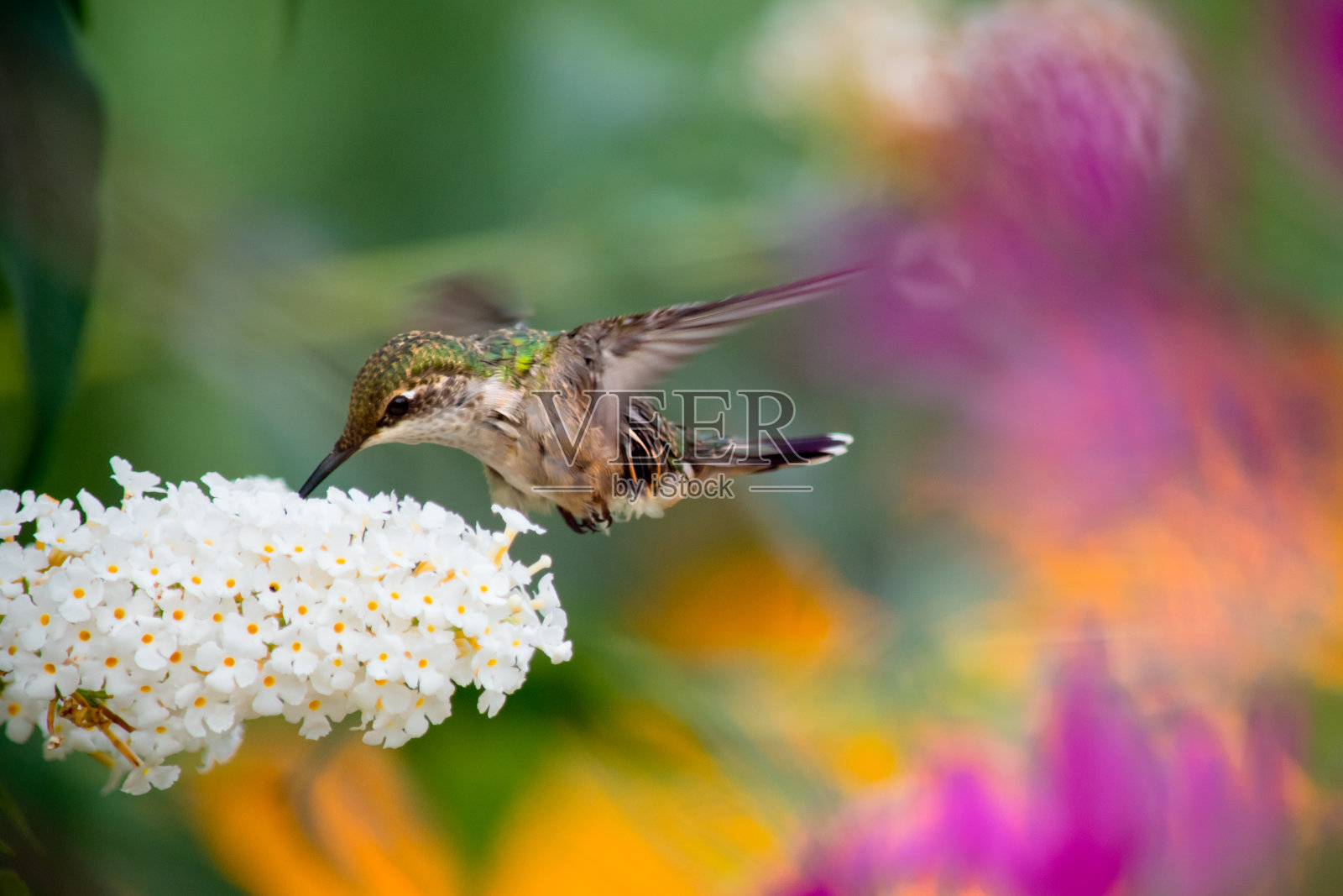 彩色背景上的蜂鸟照片摄影图片