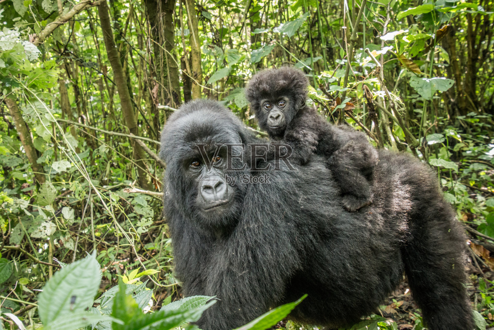 山地大猩猩宝宝坐在他妈妈身上。照片摄影图片