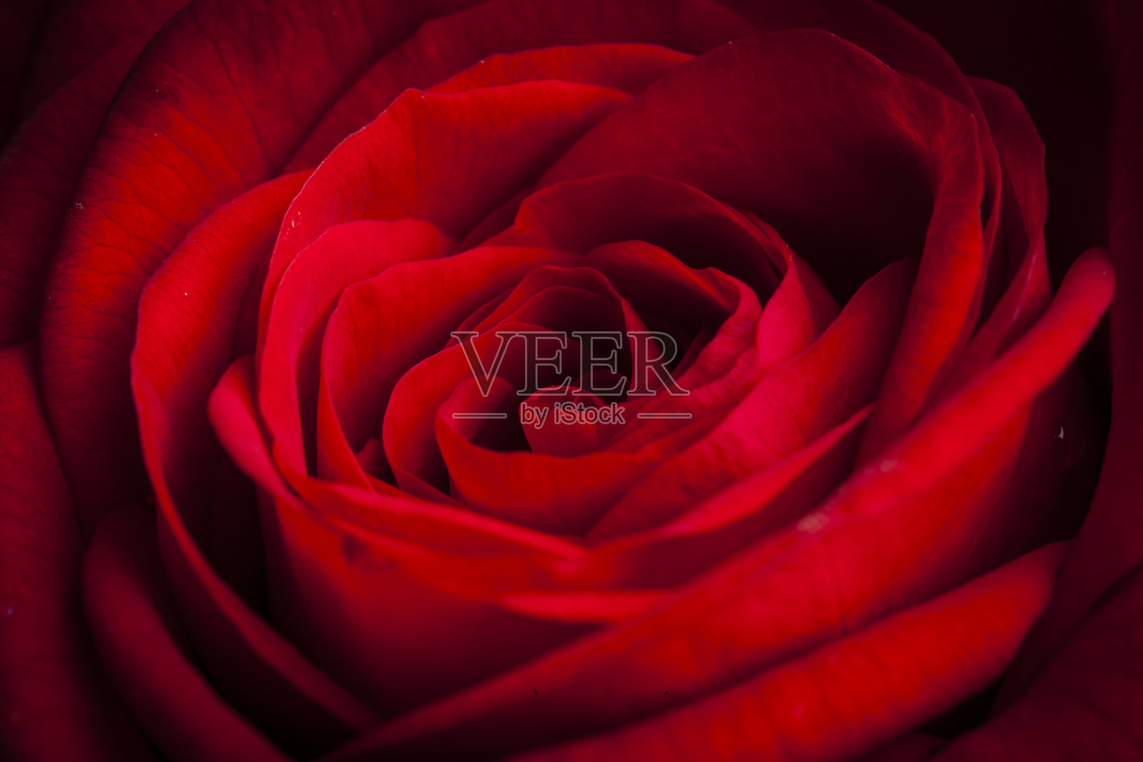 美丽的红玫瑰微距特写照片摄影图片