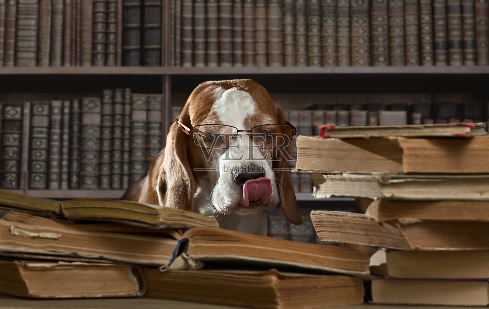 这只非常聪明的狗在图书馆研究旧书照片摄影图片