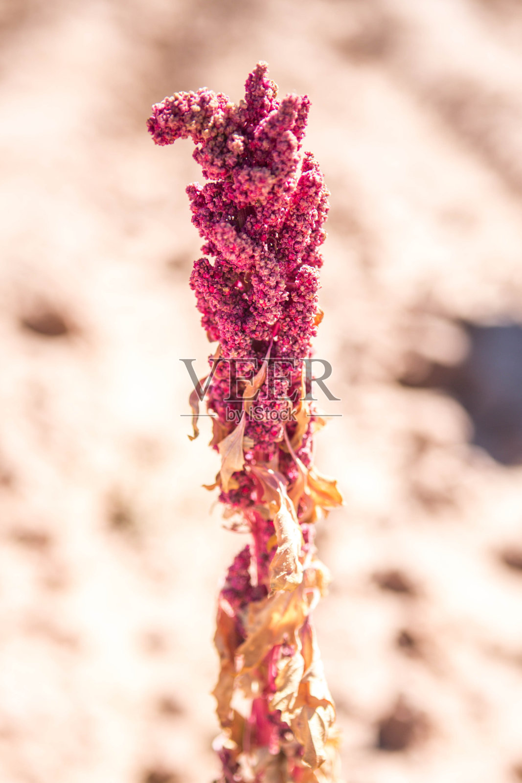 粉红色的奎奴亚藜植物照片摄影图片