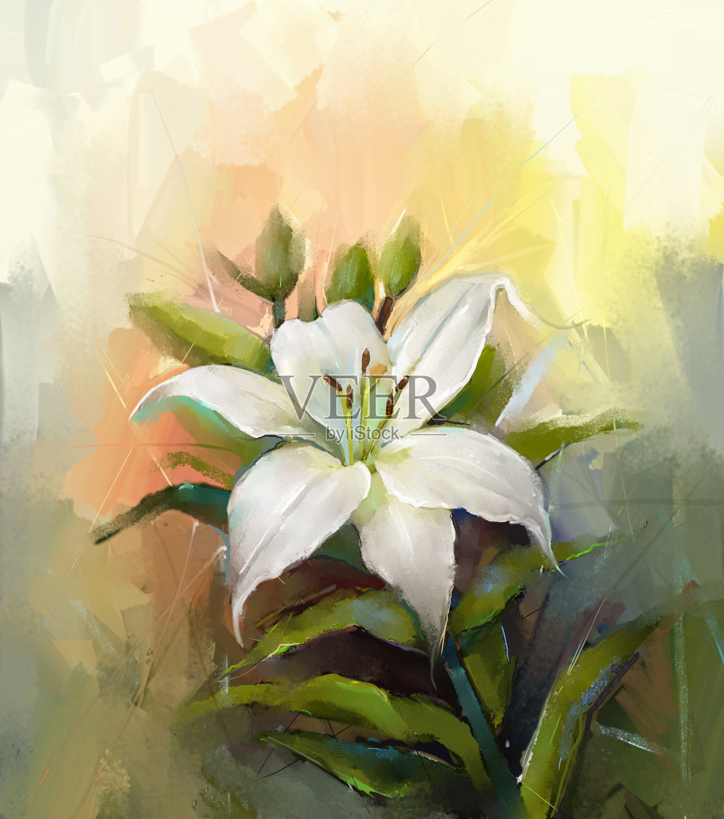 白百合的花。花朵的油画插画图片素材