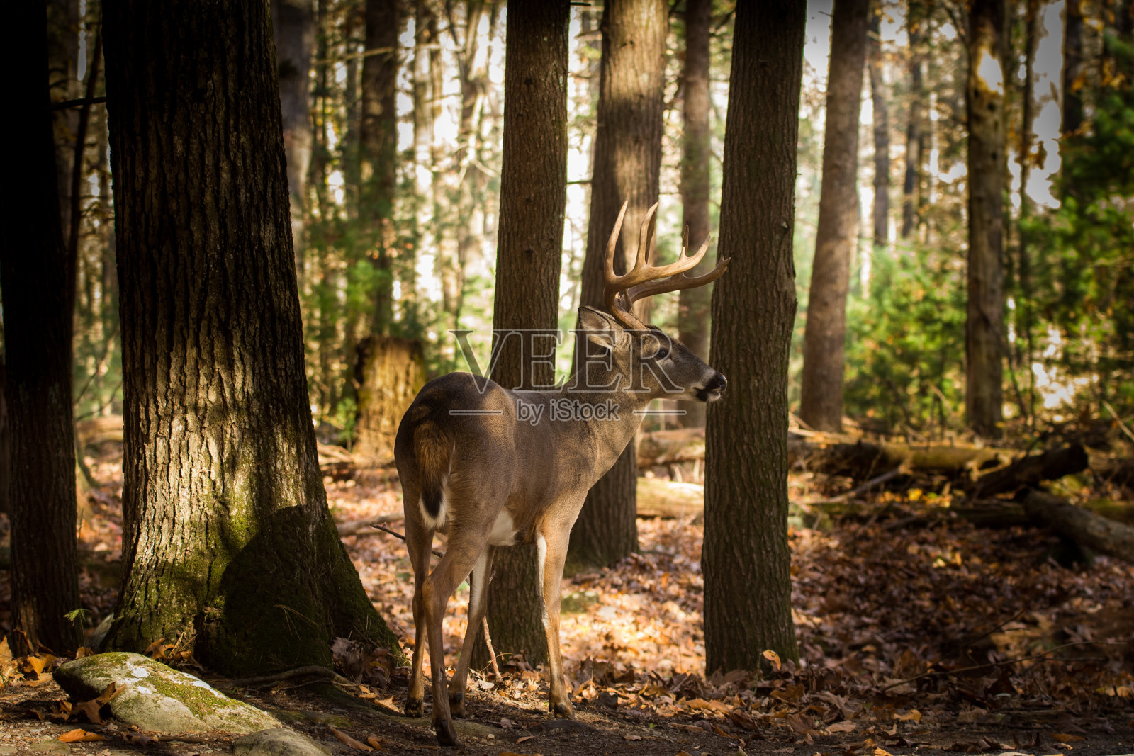 森林中的大白尾鹿照片摄影图片