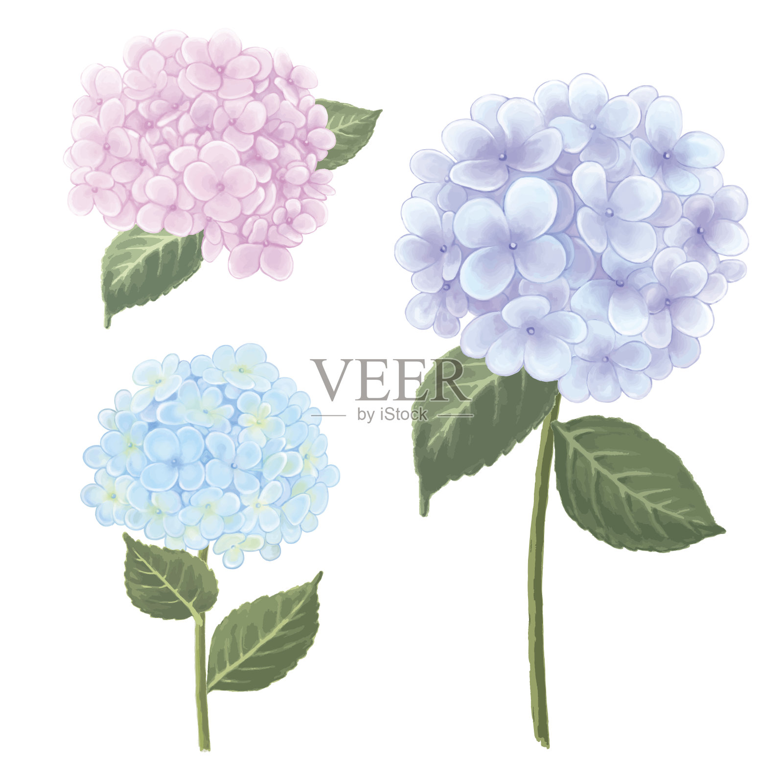 天然夏季植物vintage花卉与盛开的绣球花插图。插画图片素材