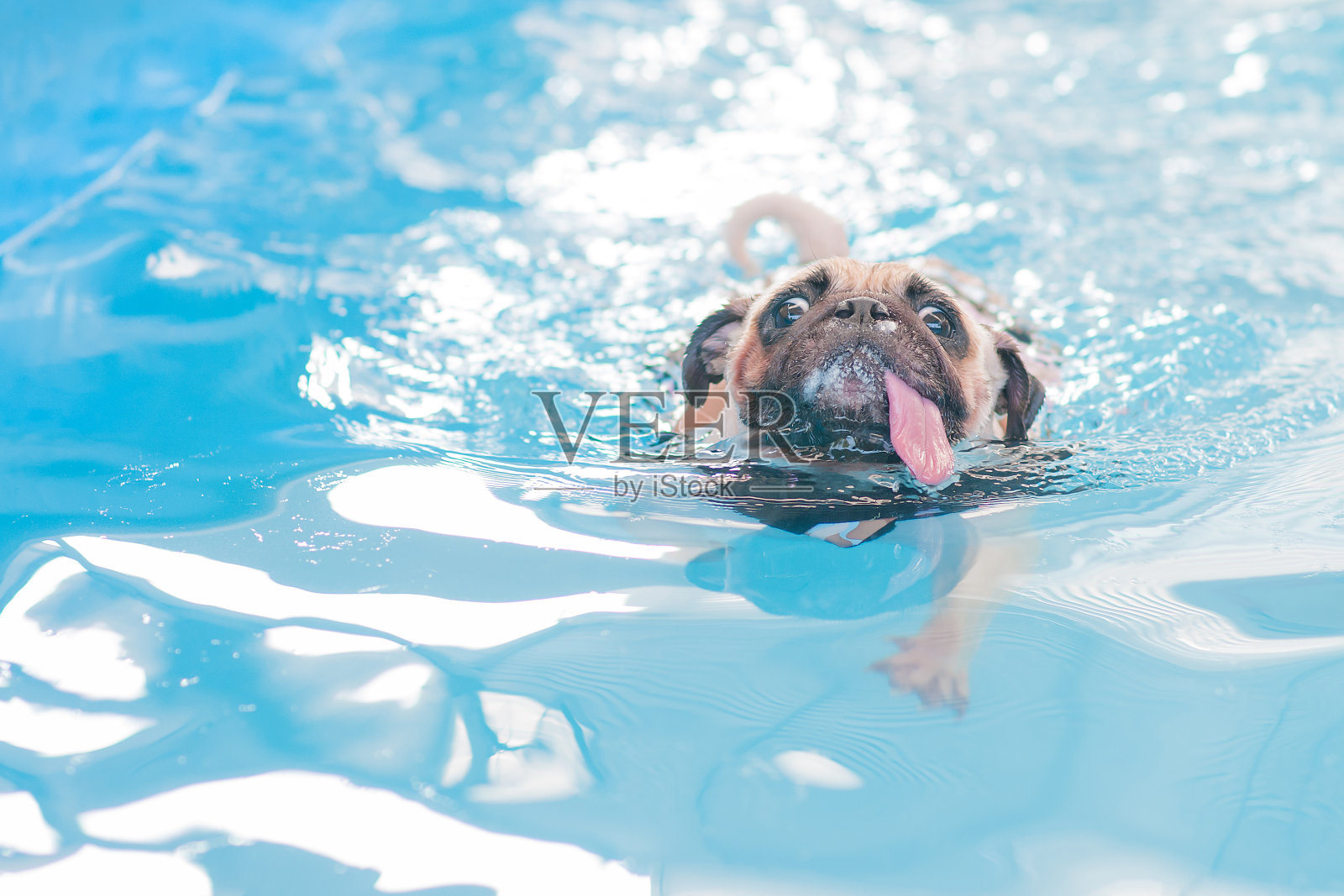 可爱的哈巴狗在当地的公共游泳池游泳照片摄影图片