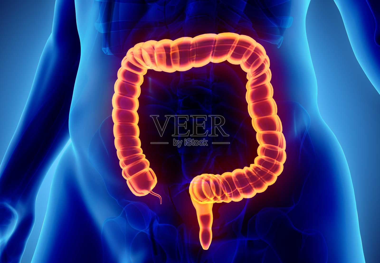 大肠的3D插图。照片摄影图片
