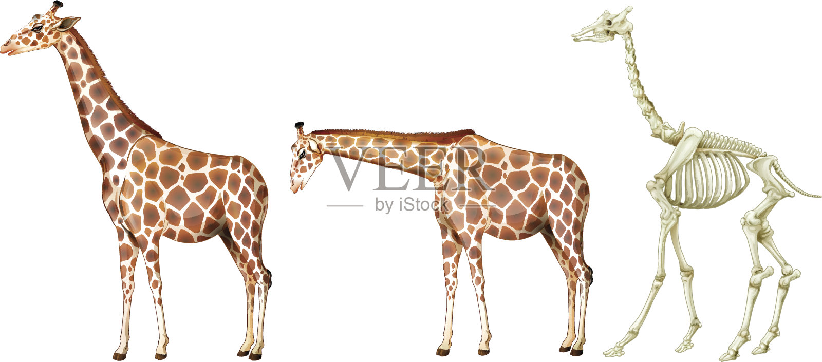 长颈鹿和它的骨骼结构设计元素图片