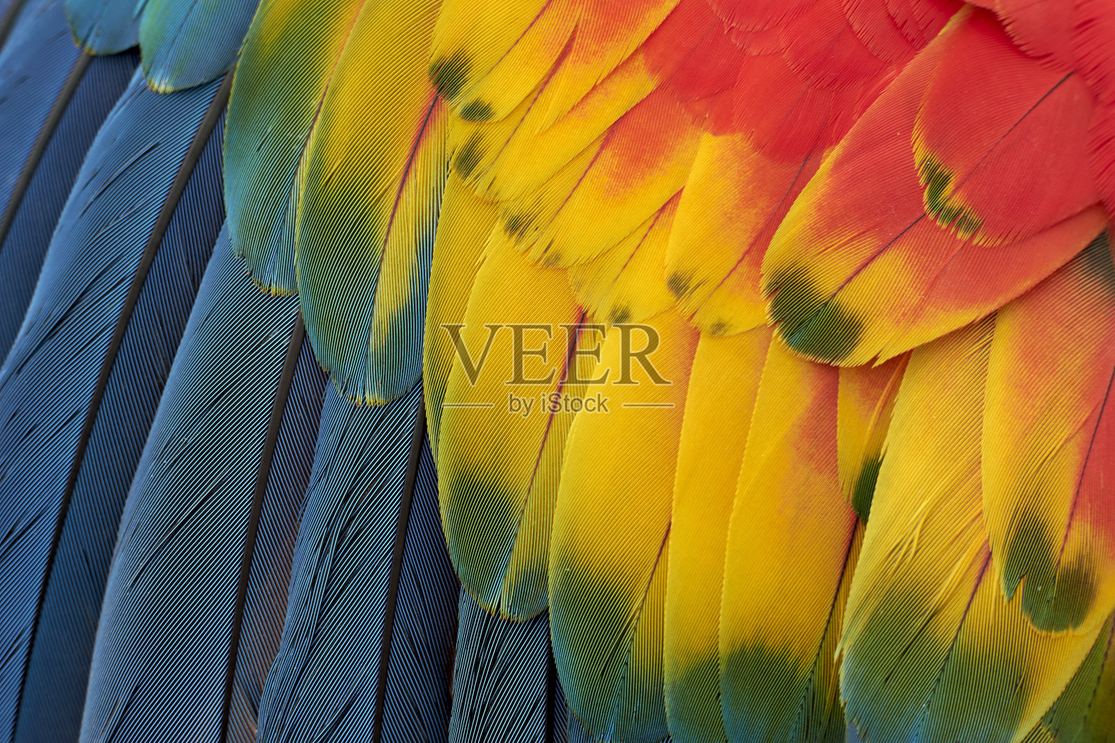 色彩鲜艳的鹦鹉羽毛照片摄影图片