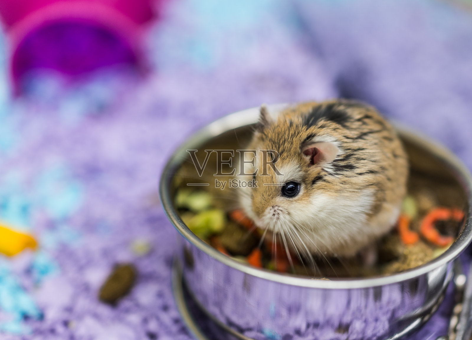 机器侏儒仓鼠从笼子里的碗里咀嚼食物照片摄影图片