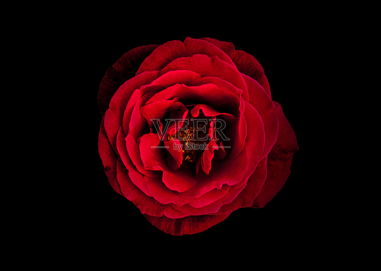 红玫瑰花朵照片摄影图片