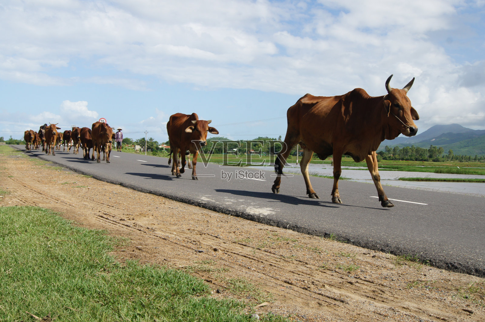 姜黄色的奶牛在路上照片摄影图片