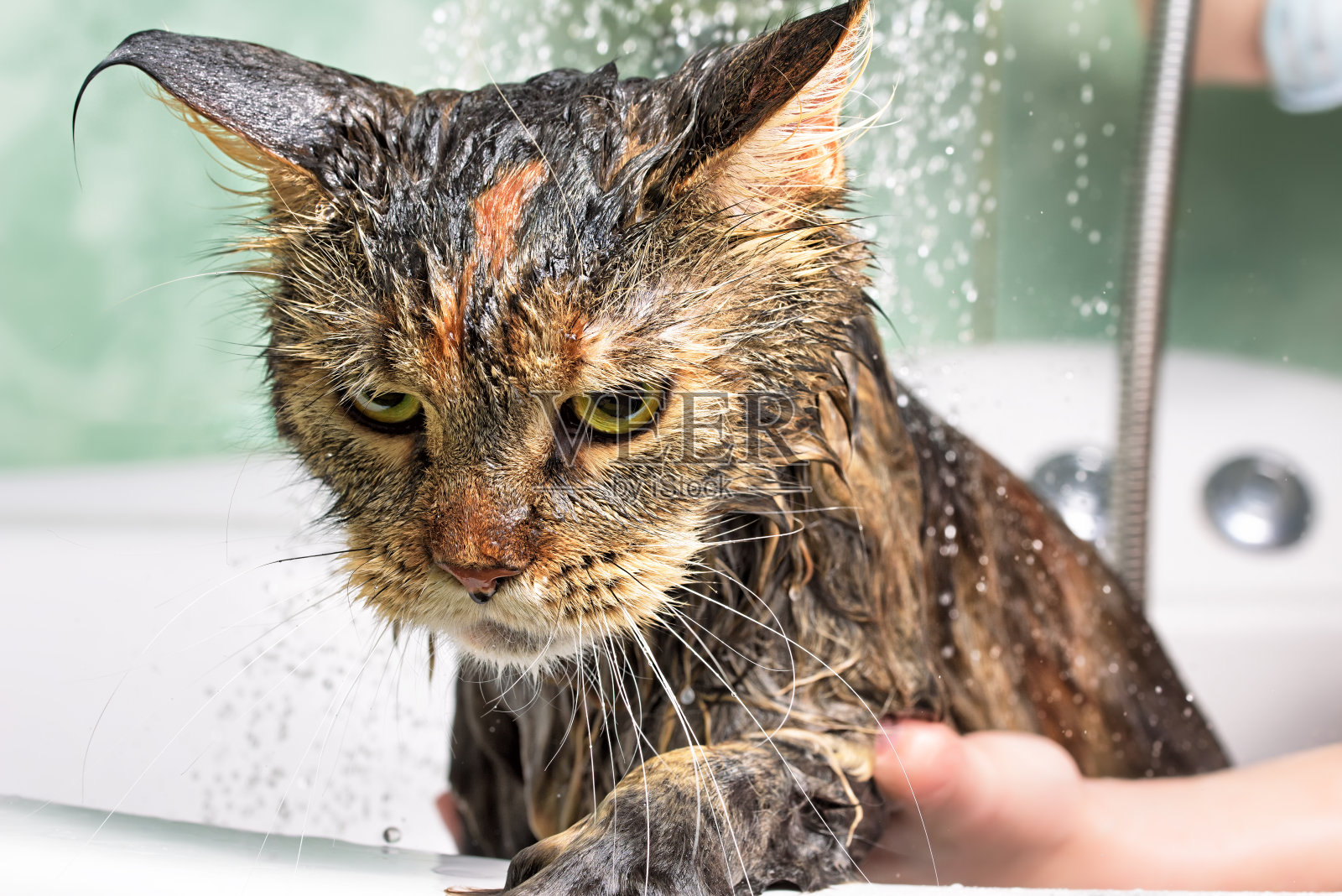 猫洗澡照片摄影图片