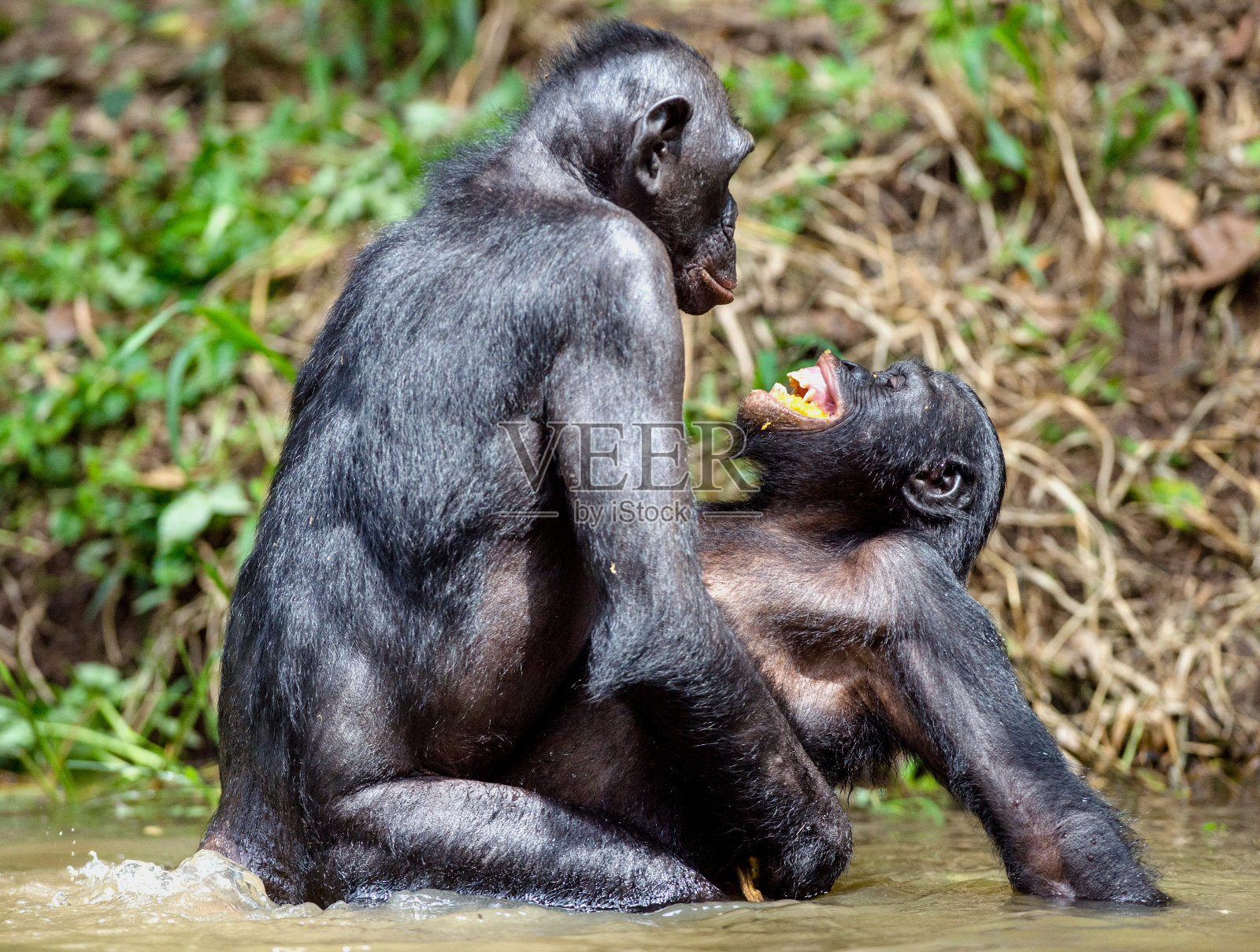倭黑猩猩在池塘里交配。照片摄影图片