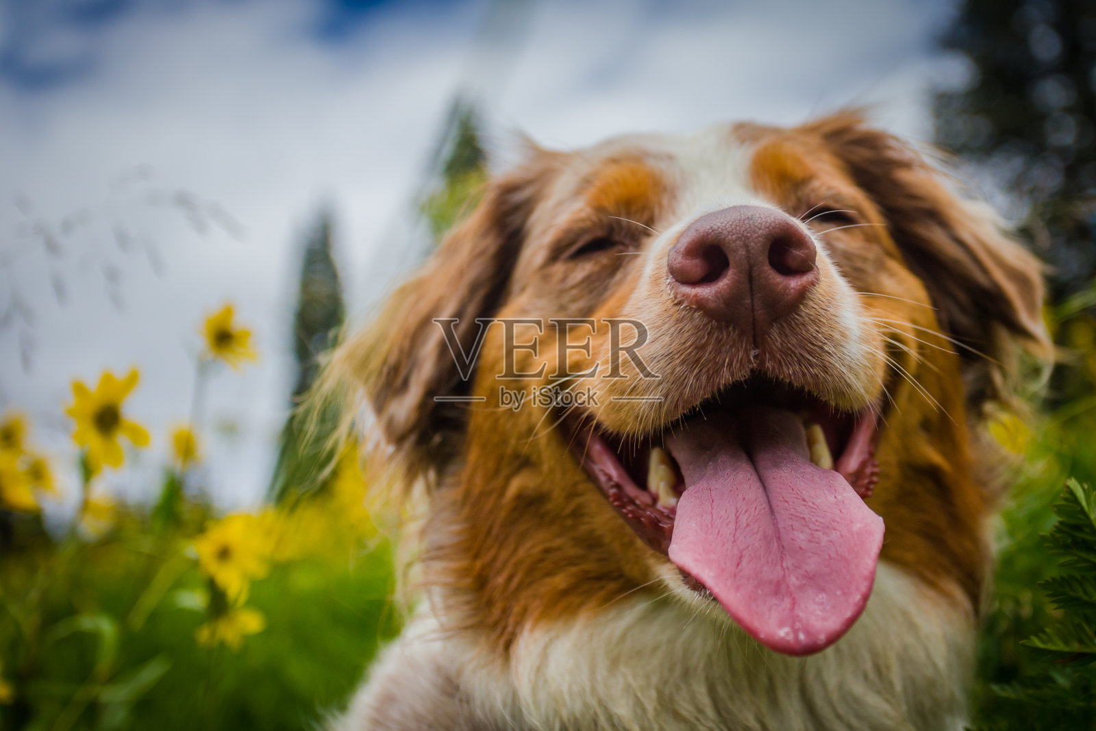 快乐的狗照片摄影图片