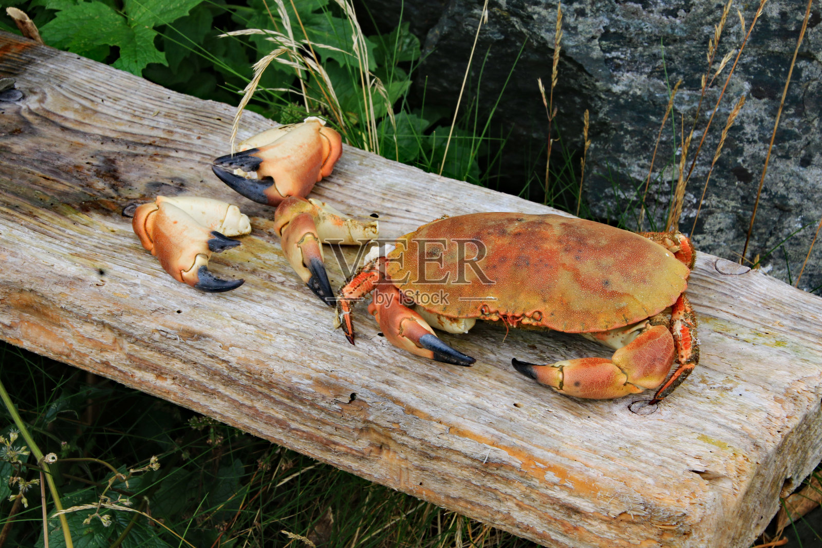 挪威，蟹和蟹爪准备在海滩上享用一顿美餐照片摄影图片