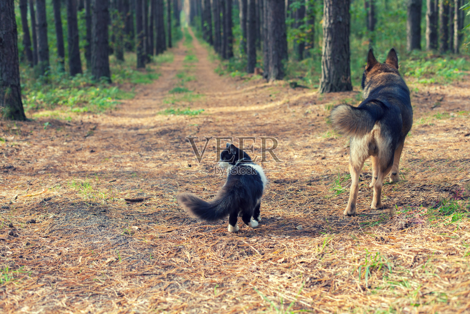 狗和猫在秋天的森林户外回相机照片摄影图片