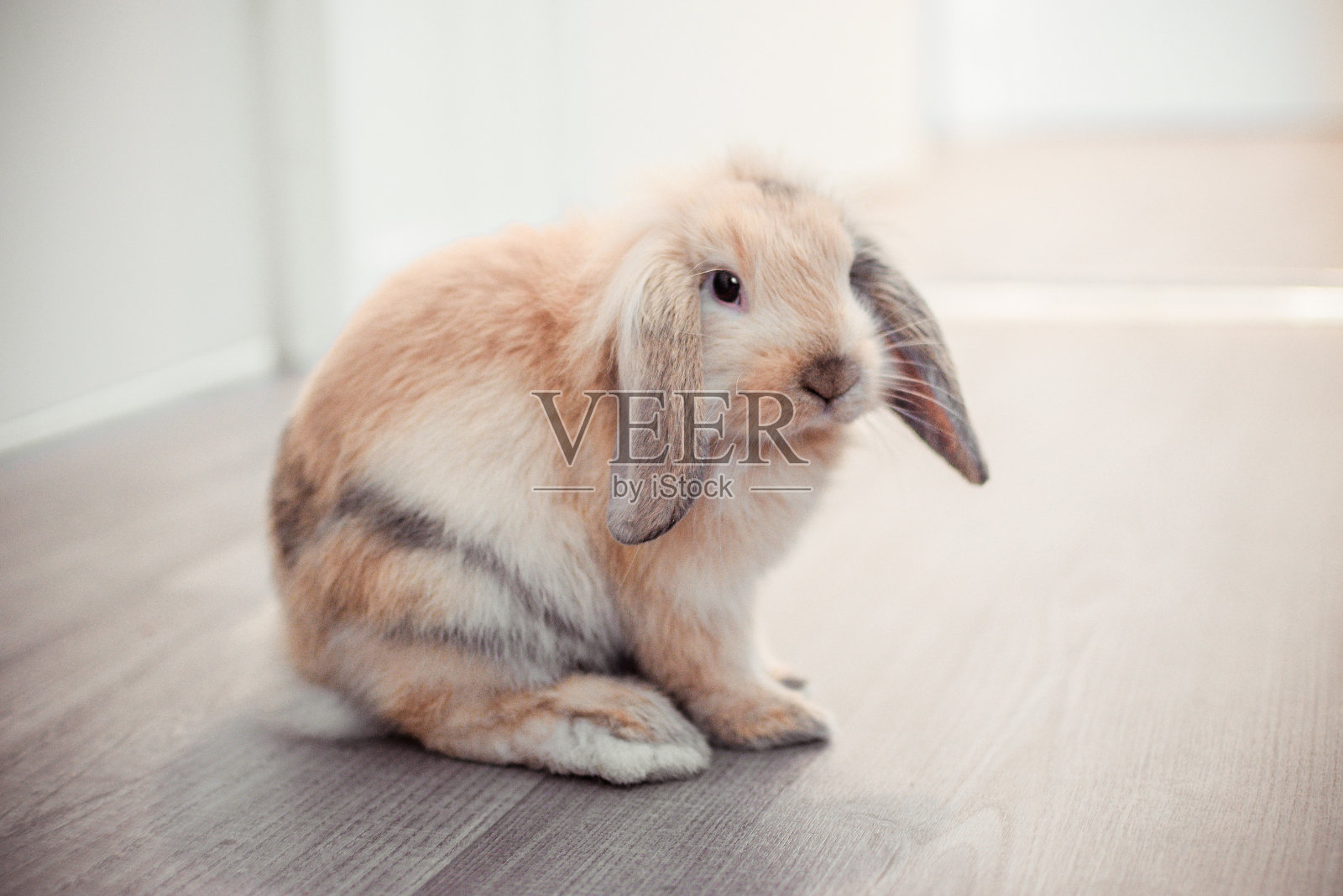 公寓里的红公兔照片摄影图片