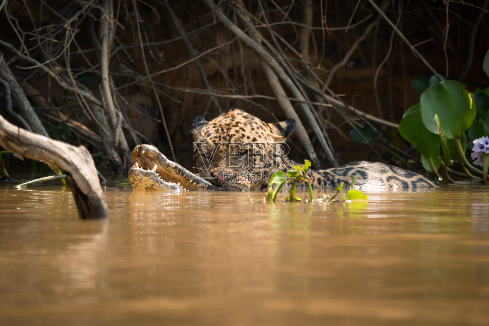美洲豹载着死去的yacare凯门鳄在河里照片摄影图片