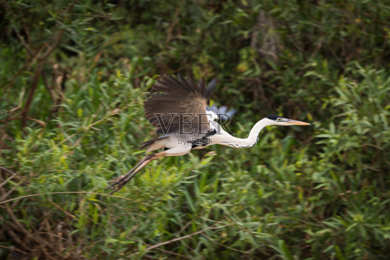 Cocoi heron飞过树木和灌木丛照片摄影图片
