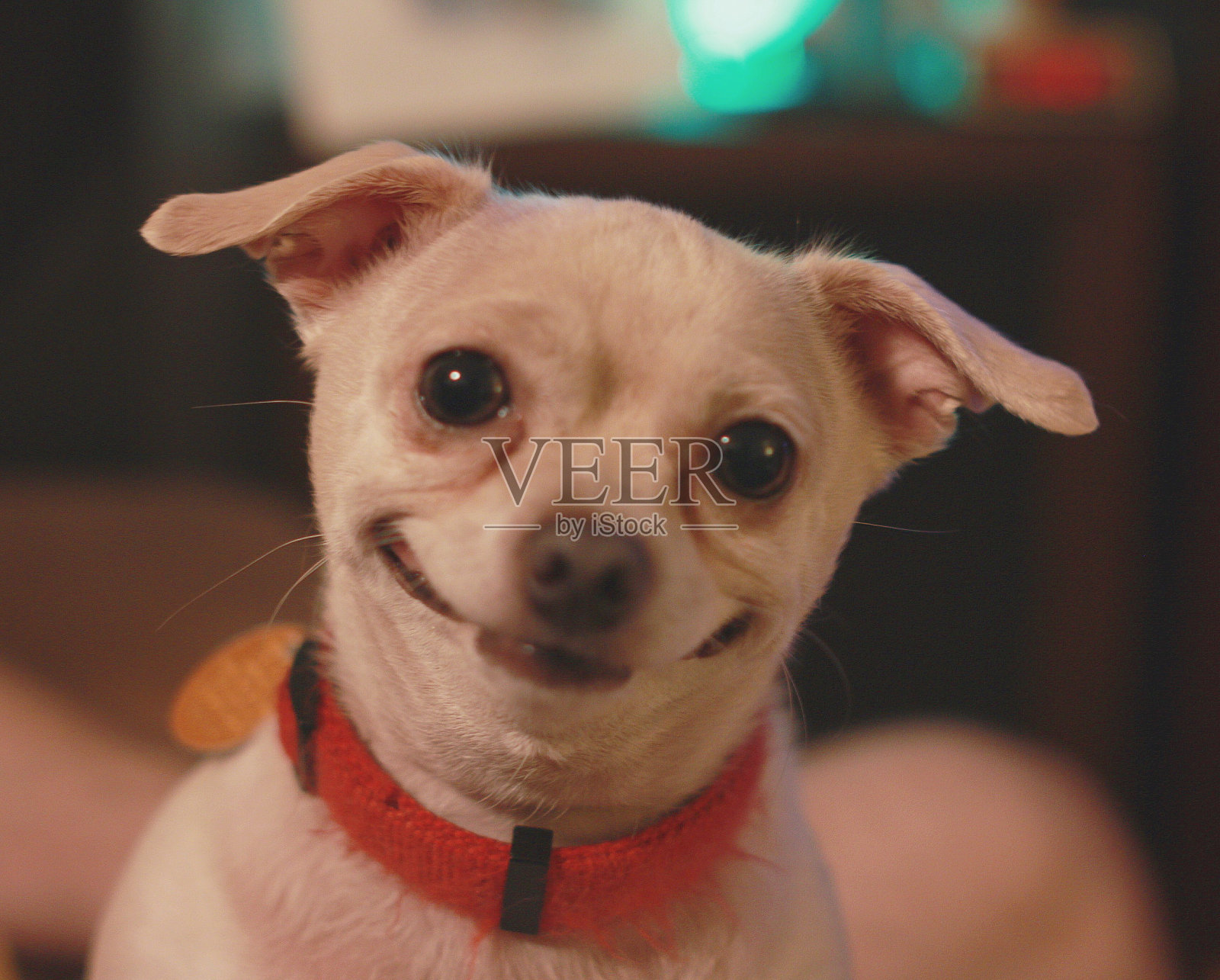 世界上最快乐的狗照片摄影图片