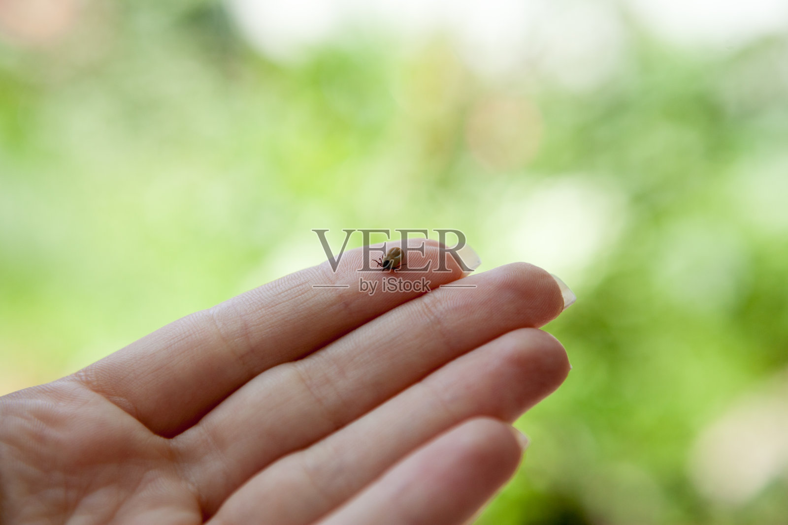 人类手指上的蜱虫照片摄影图片
