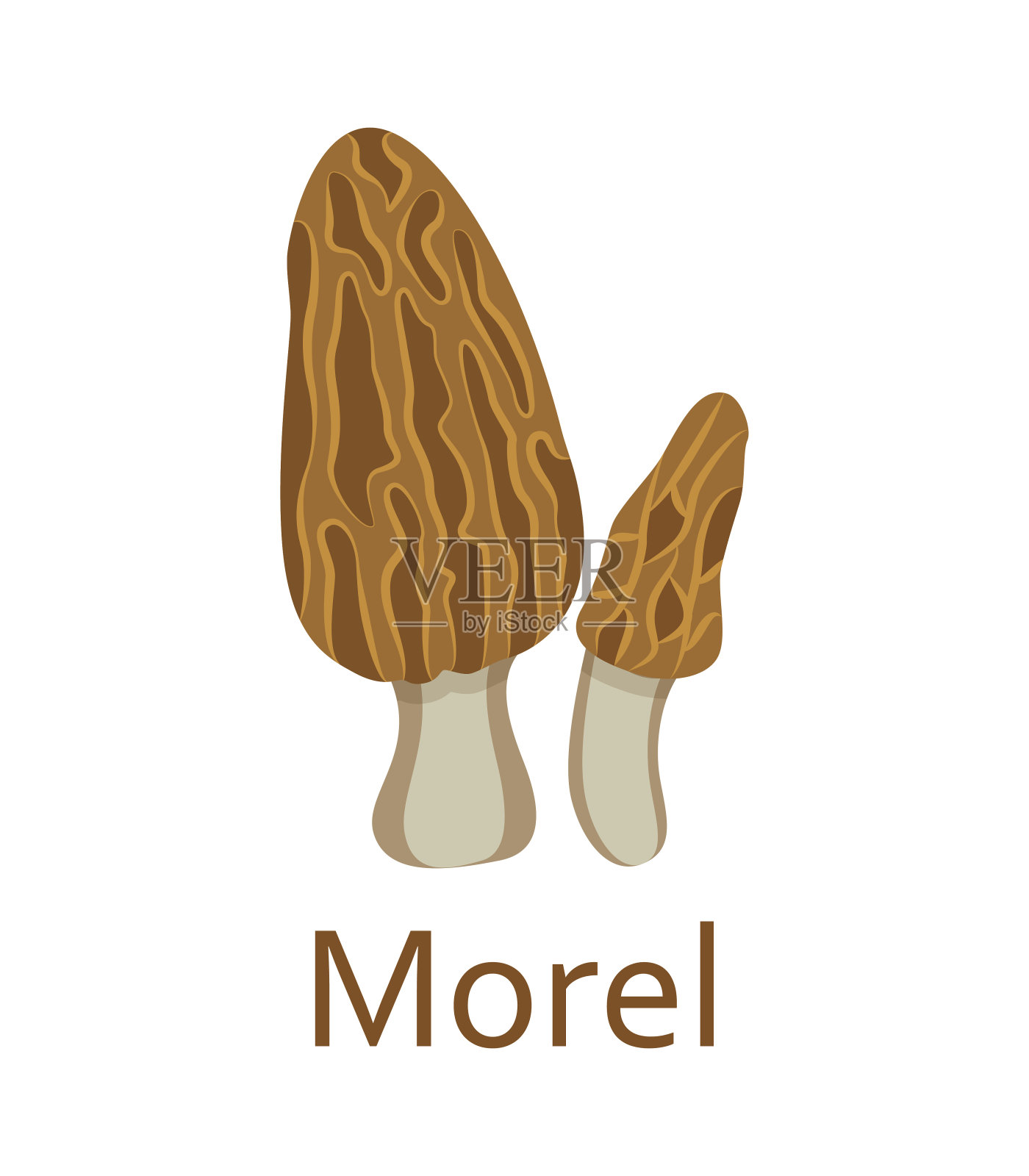 可食用蘑菇扁平图标。莫雷尔。矢量插图。设计元素图片