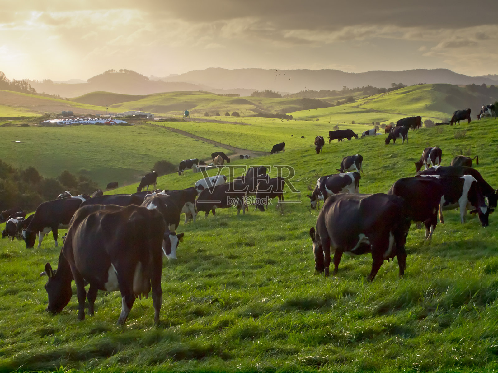在多山的乡村放牧奶牛照片摄影图片