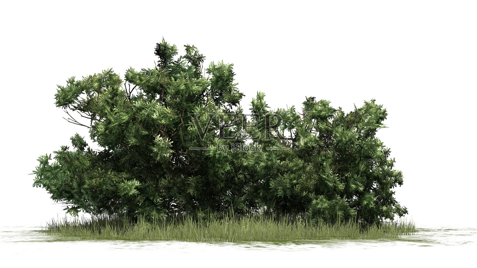 草丛中的美国黄杨丛，在白色的背景上孤立照片摄影图片