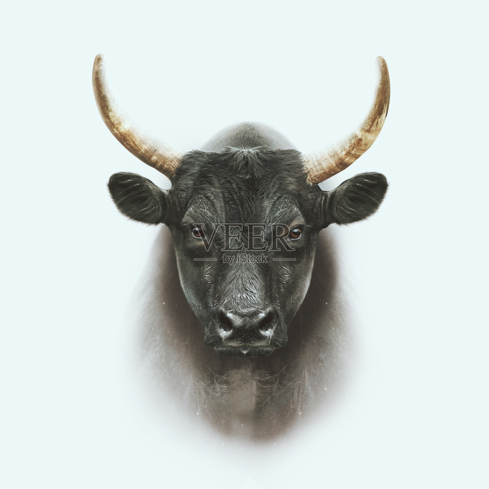 黑色camargue公牛脸肖像与双重曝光效果照片摄影图片