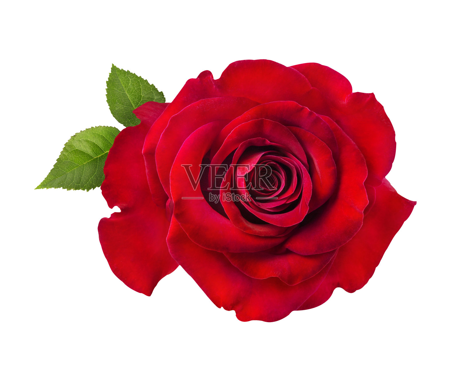 红玫瑰孤立在白玫瑰上照片摄影图片