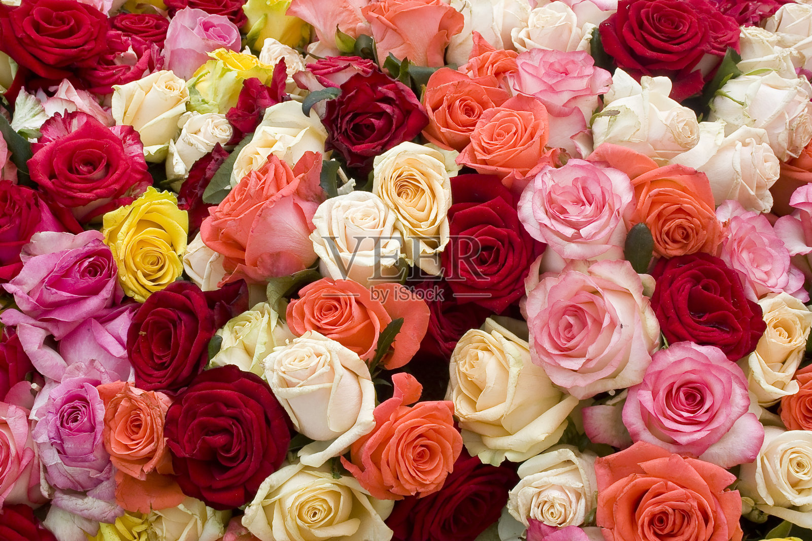 色彩鲜艳的玫瑰背景照片摄影图片