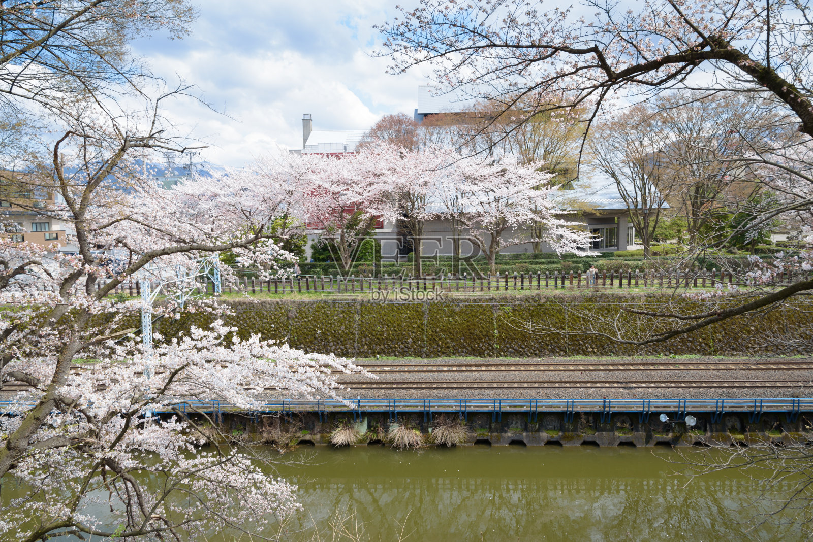 樱花树和铁路照片摄影图片