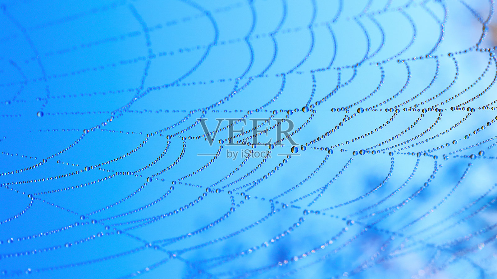 水滴在蜘蛛网在蓝天的背景照片摄影图片