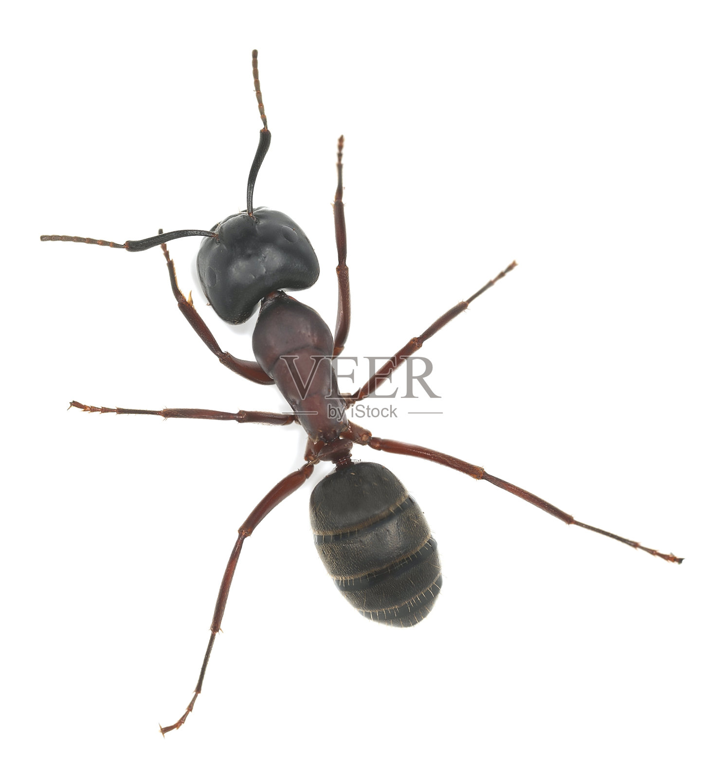 木蚁和大鲵被隔离在白色背景上照片摄影图片