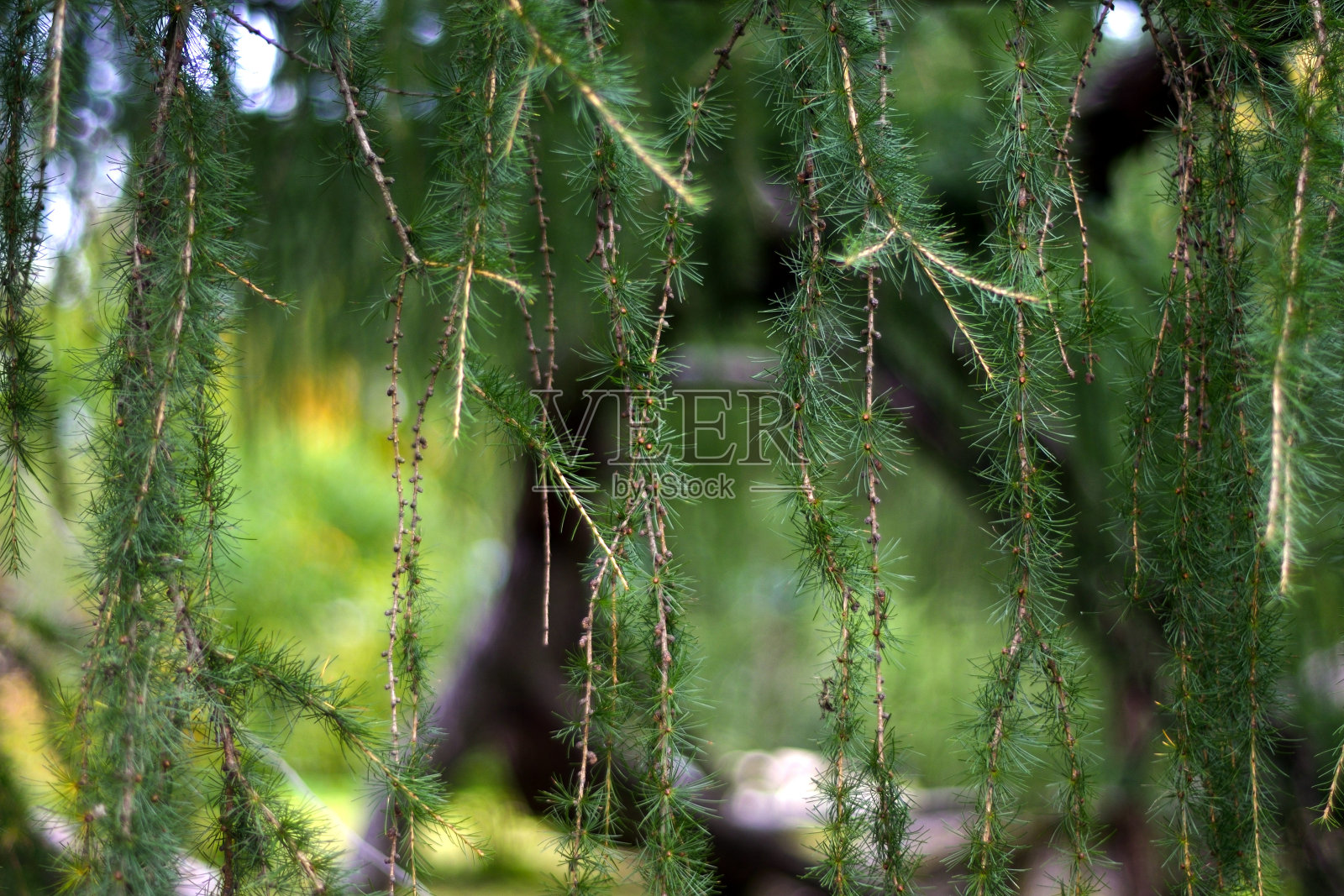 绿色的冷杉树枝垂下来照片摄影图片