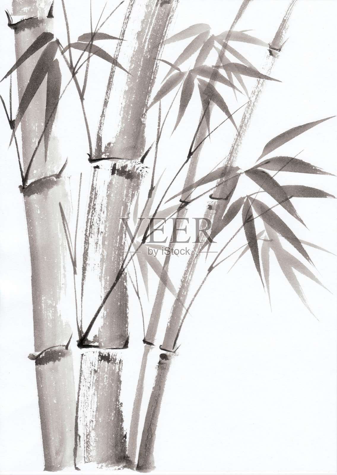 水彩画的竹子插画图片素材