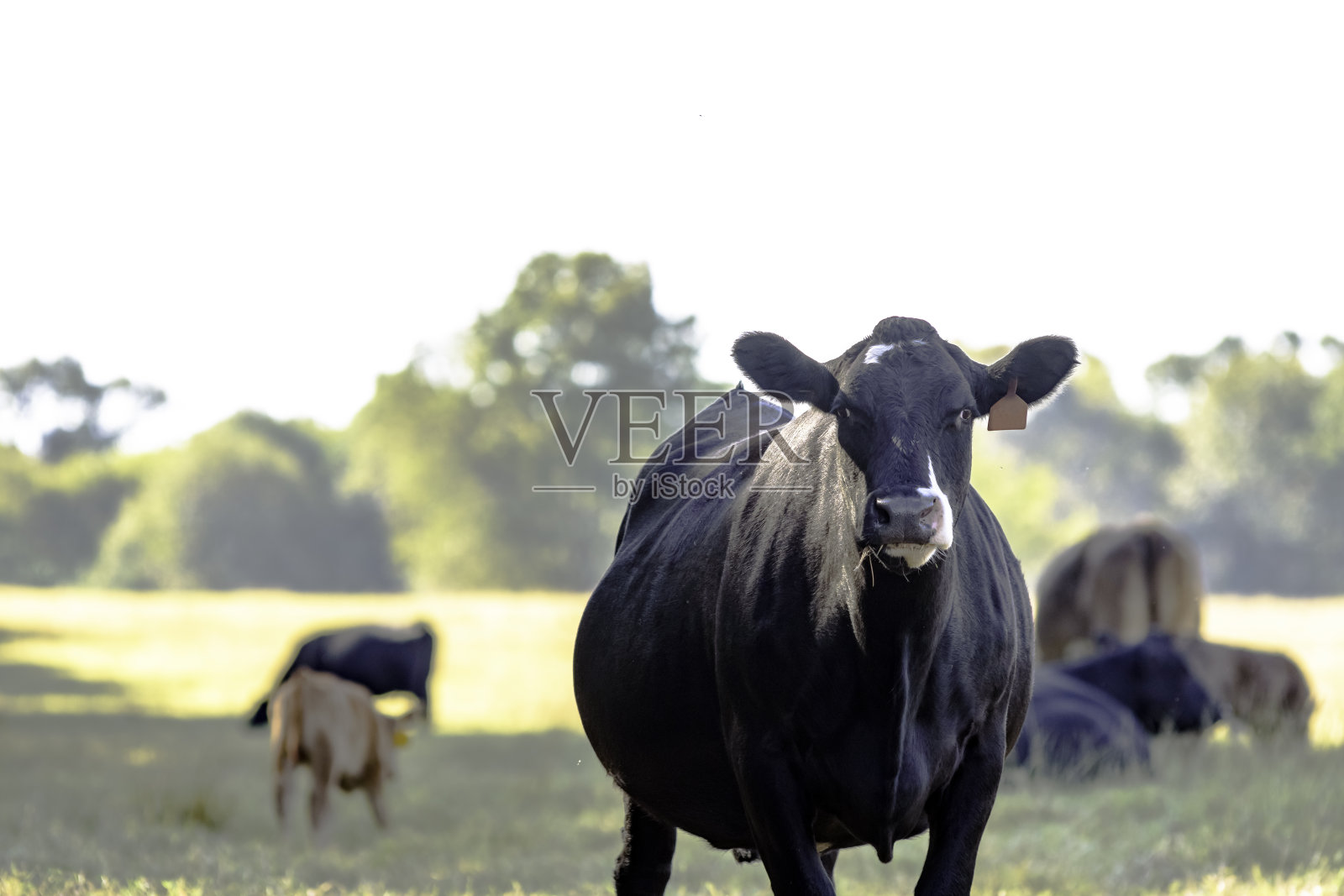 牧区安格斯杂交牛照片摄影图片