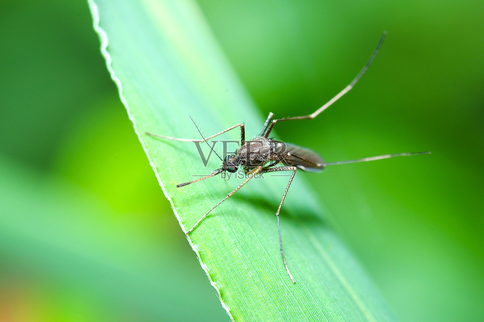微距相片中的蚊子照片摄影图片