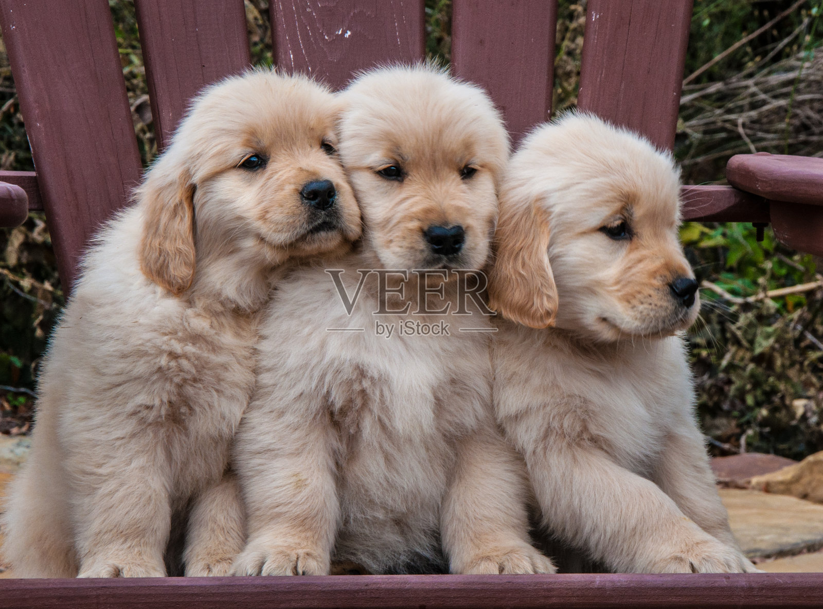三只金毛猎犬小狗坐在椅子上照片摄影图片