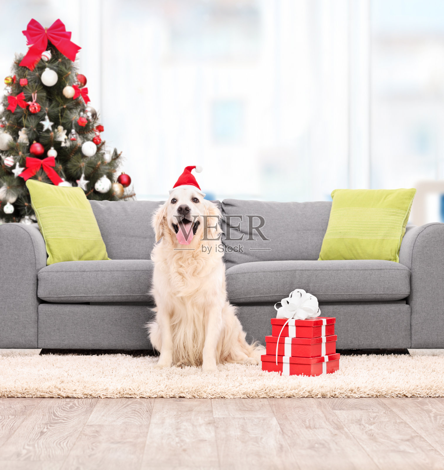 戴着圣诞帽的狗坐在室内沙发旁照片摄影图片