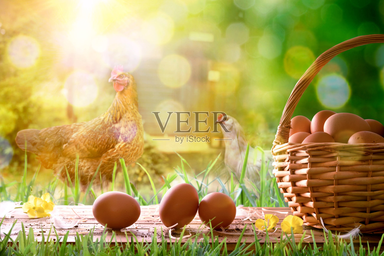 新鲜采摘的鸡蛋在柳条篮子和鸡地照片摄影图片