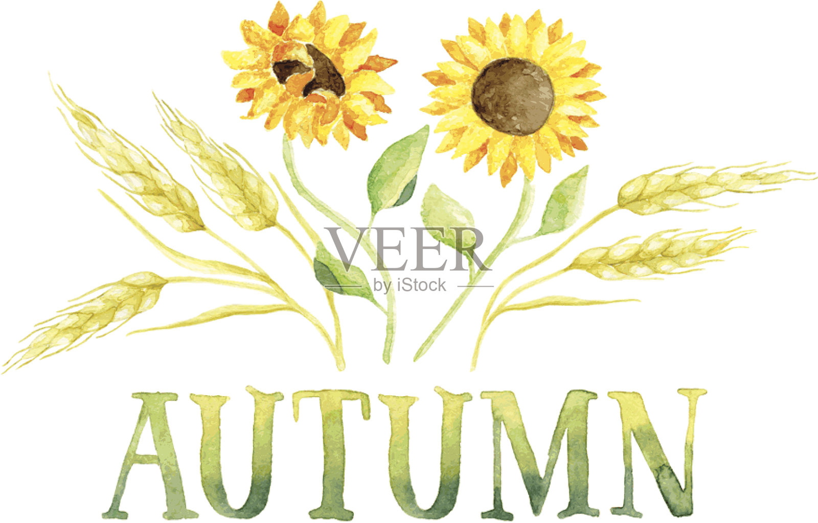 字:秋天，小麦穗和向日葵穗插画图片素材