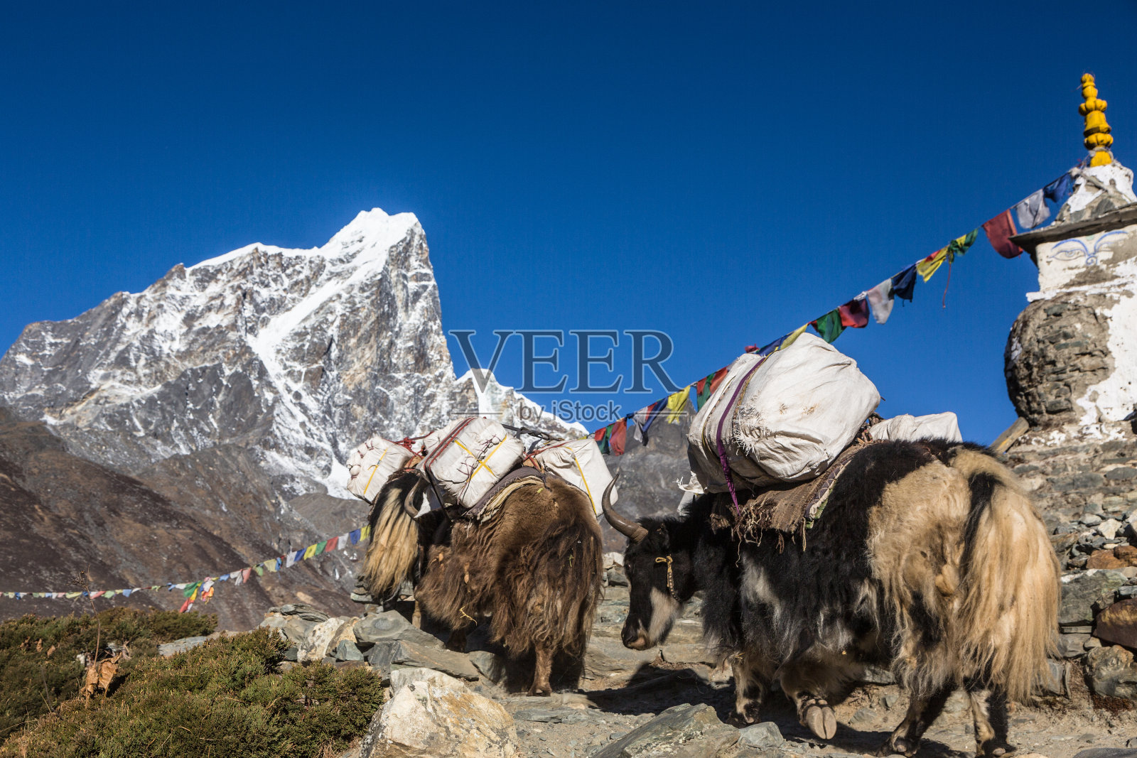 在尼泊尔Khumbu地区，牦牛驮着货物在Dingboche(4800米)上前往珠峰大本营的路上。照片摄影图片
